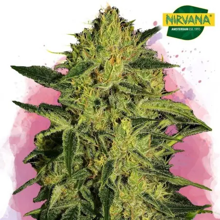 Nebula CBD Feminized Cannabis Seeds In South Africa | Nirvanashop SA