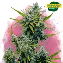 Nicole Kush Feminized Cannabis Seeds South Africa | Nirvana Shop SA