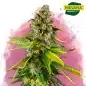 Nicole x Banana OG Feminized Cannabis Seeds South Africa | Nirvanashop