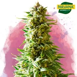 Northern Lights Feminized Cannabis Seeds South Africa | Nirvanashop SA