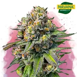 OG Kush Feminized Cannabis Seeds In South Africa | Nirvanashop SA