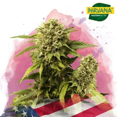 Original Glue Feminized Cannabis Seeds In South Africa |Nirvanashop SA