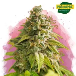 Papaya Feminized Cannabis Seeds In South Africa | Nirvana Shop SA