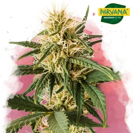 Pure Power Plant Feminized Cannabis Seeds South Africa |Nirvanashop SA