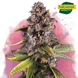 Raspberry Cough Feminized Marijuana Seeds - Sweet & Uplifting