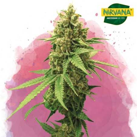 Sherbet Cookies Feminized Cannabis Seeds South Africa | Nirvanashop SA