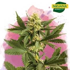 Shiskaberry Feminized Cannabis Seeds South Africa | Nirvanashop SA