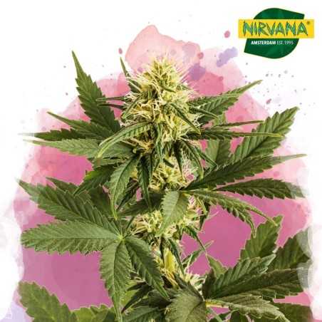 Shiskaberry Feminized Cannabis Seeds South Africa | Nirvanashop SA