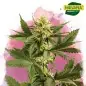 Shiskaberry Feminized Cannabis Seeds South Africa | Nirvanashop SA