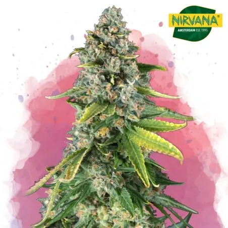 Skunk #1 Feminized Marijuana Seeds South Africa | Nirvanashop SA