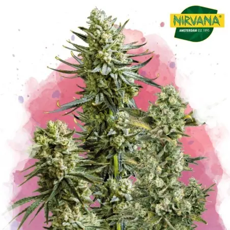 Skywalker OG Feminized Marijuana Seeds South Africa | Nirvanashop SA