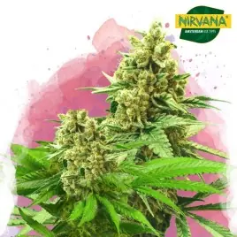 Somango XXL Feminized Cannabis Seeds South Africa | Nirvanashop SA