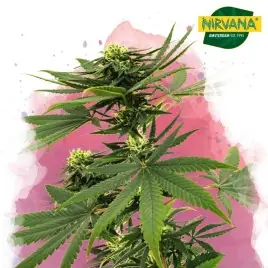 Sour Diesel Feminized Cannabis Seeds In South Africa | Nirvana Shop SA