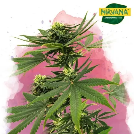 Sour Diesel Feminized Cannabis Seeds In South Africa | Nirvana Shop SA