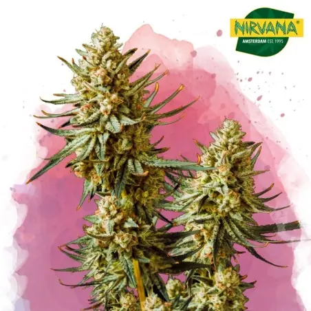 Strawberry Banana Feminized Cannabis Seeds South Africa | Nirvanashop