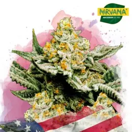 Sunset Sherbet Feminized Cannabis Seeds South Africa | Nirvanashop SA