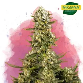 Super Silver Haze Feminized Cannabis Seeds South Africa |NirvanashopSA