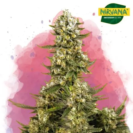 Super Silver Haze Feminized Cannabis Seeds South Africa |NirvanashopSA