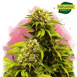 Super Skunk Feminized Cannabis Seeds In South Africa | Nirvanashop SA