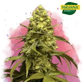 Sweet Tooth Feminized Cannabis Seeds South Africa | Nirvanashop SA