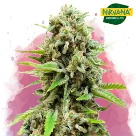 Swiss Cheese Feminized Cannabis Seeds South Africa | Nirvanashop SA