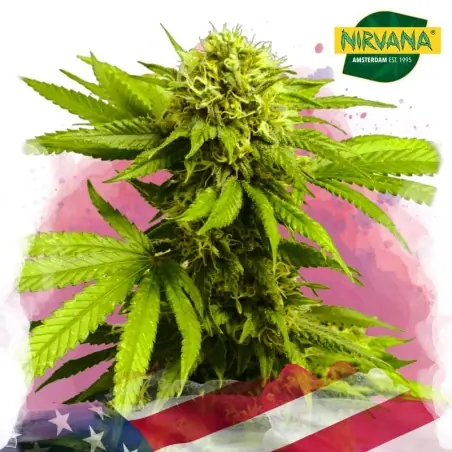 Tangie Feminized Cannabis|Marijuana Seeds South Africa |Nirvanashop SA