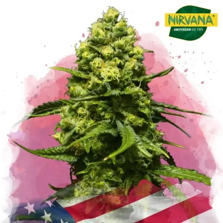 Trainwreck Feminized Cannabis Seeds South Africa | Nirvanashop SA