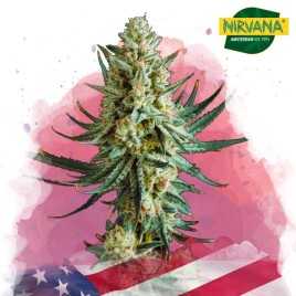 Wedding Cake Feminized Cannabis Seeds South Africa | Nirvanashop SA