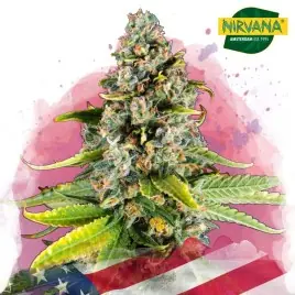 White Fire OG Feminized Cannabis Seeds South Africa | Nirvanashop SA