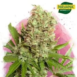 White Widow Feminized Cannabis Seeds In South Africa | Nirvanashop SA