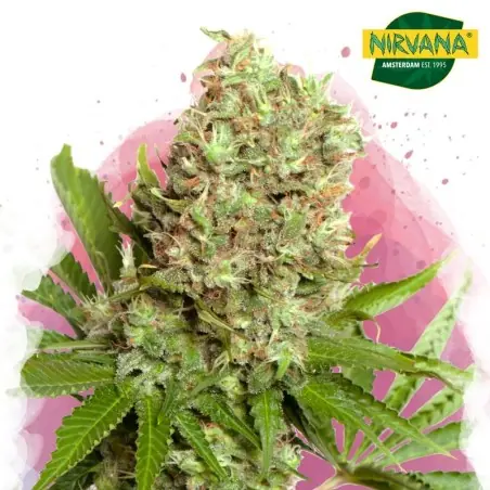 White Widow Feminized Cannabis Seeds In South Africa | Nirvanashop SA