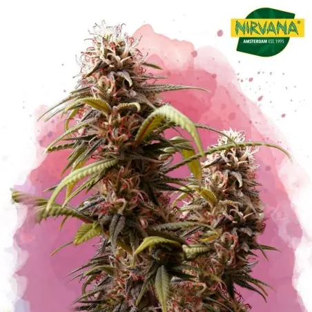 Wonder Woman Feminized Cannabis Seeds In South Africa | Nirvanashop SA