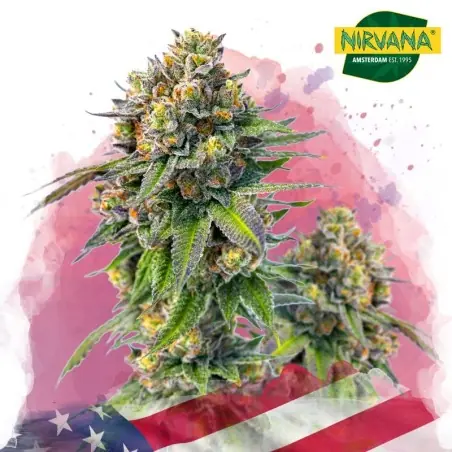 Zkittlez Feminized Cannabis Seeds in South Africa | Nirvanashop SA