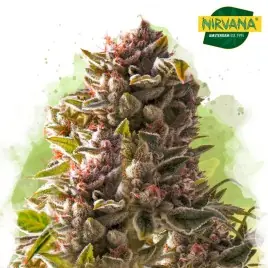 Aurora Indica Autoflower Cannabis Seeds South Africa | Nirvanashop SA