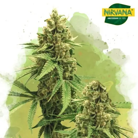 Big Bud Autoflower Cannabis Seeds In South Africa | Nirvanashop SA