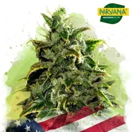 Blue Dream Autoflower Cannabis Seeds South Africa | Nirvanashop SA