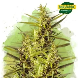 Blueberry Kush Autoflower Cannabis Seeds South Africa | Nirvanashop SA