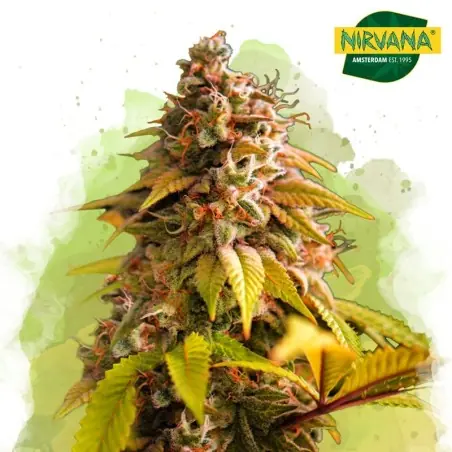 Bubblelicious Autoflower Cannabis Seeds South Africa | Nirvanashop SA