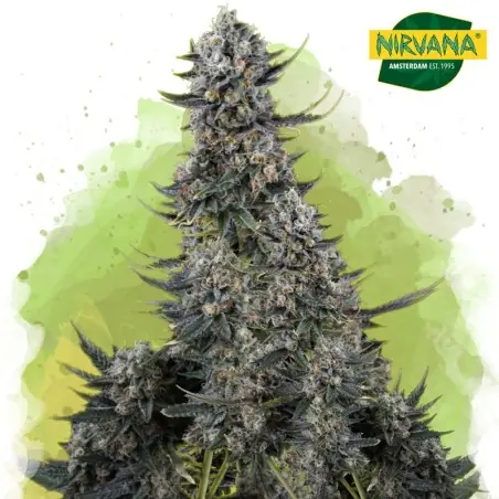 Critical Autoflower Cannabis Seeds South Africa | Nirvanashop SA