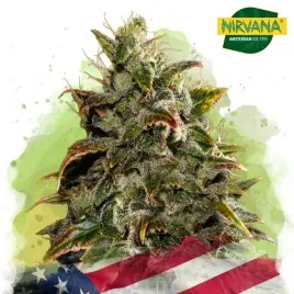 Gelato Autoflower Cannabis Seeds In South Africa | Nirvanashop SA