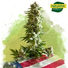 Girl Scout Cookies Autoflower Cannabis Seeds South Africa |Nirvanashop