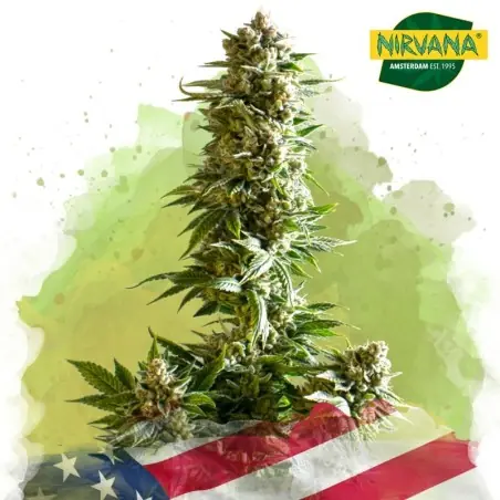 Girl Scout Cookies Autoflower Cannabis Seeds South Africa |Nirvanashop