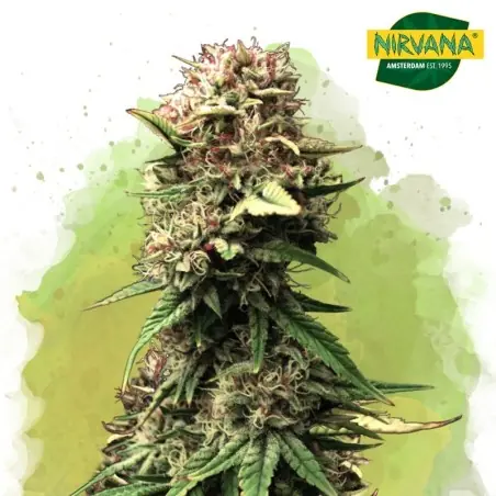 Nirvana Jock Horror Autoflower Cannabis Seeds - Fast & Potent