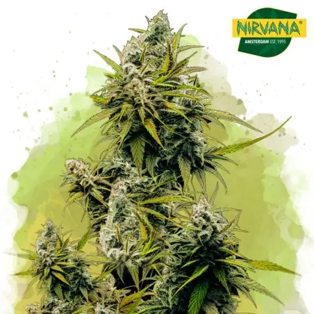 Lemon OG Haze Autoflower Cannabis Seeds South Africa | Nirvanashop SA