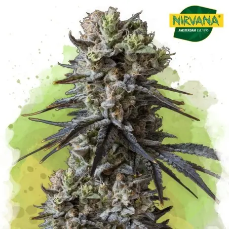 Lithium OG Kush Autoflower Cannabis Seeds South Africa |Nirvanashop SA