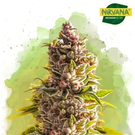 Northern Lights Autoflower Cannabis Seeds South Africa |Nirvanashop SA