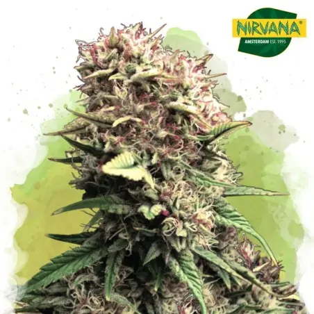 OG Kush Autoflower Cannabis Seeds In South Africa | Nirvanashop SA