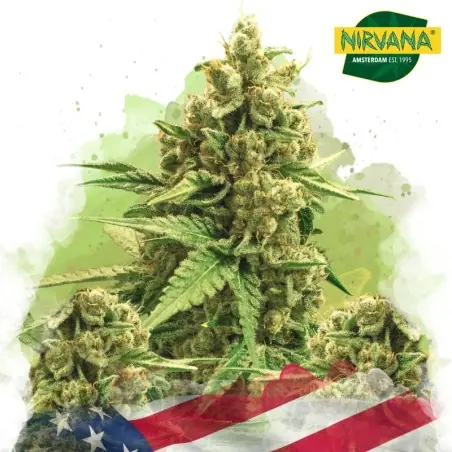 Original Glue Autoflower Cannabis Seeds South Africa | Nirvanashop SA