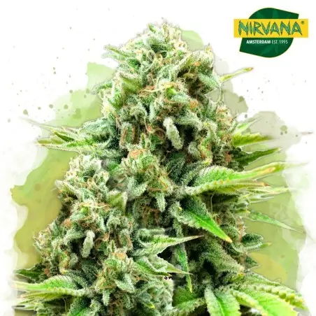 White Widow Autoflower Cannabis Seeds In South Africa | Nirvanashop SA