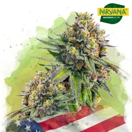 Zkittlez Autoflower Cannabis Seeds South Africa | Nirvanashop SA